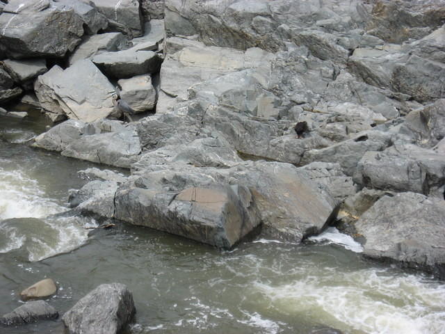 Bird on rocks