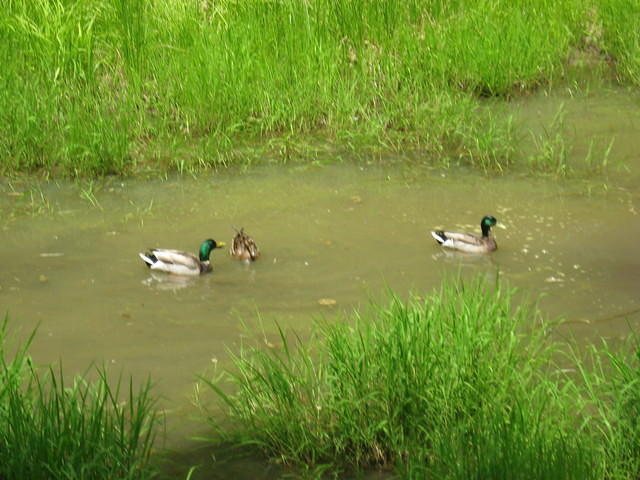 Ducks