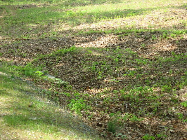 Trenches at Spotsylvania