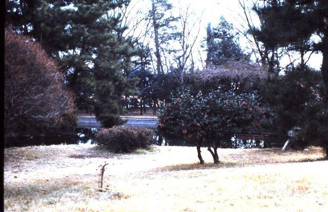 Shrine Park - this tree blooms in winter