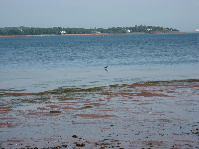 Bird in harbor at Victoria Park Charlottetown