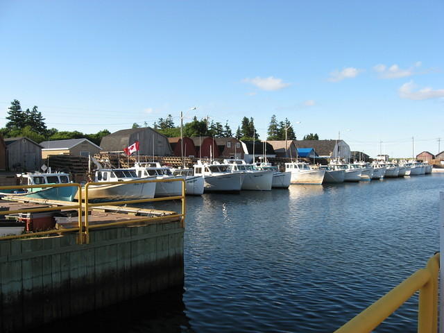 Large fishing fleet at Malpeque