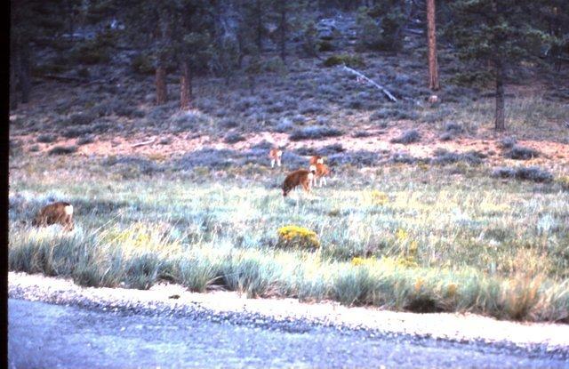 Deer along road