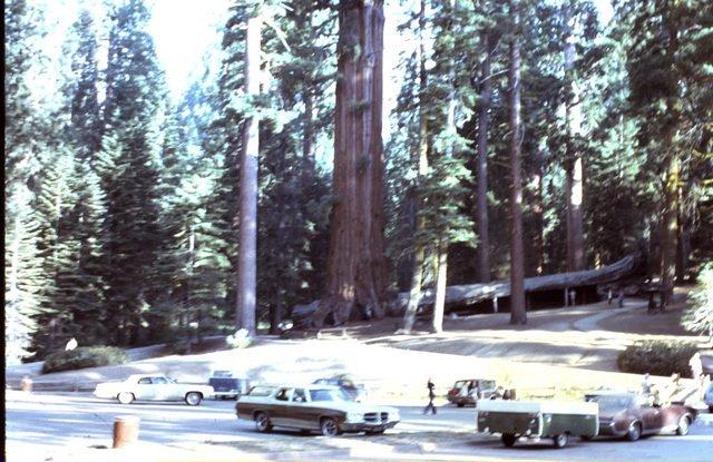 Sequoia tree