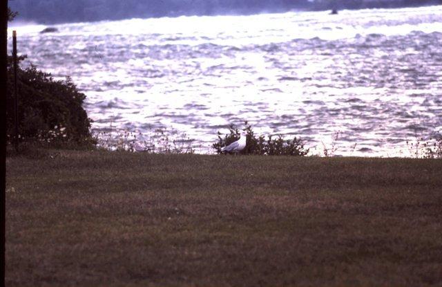 Sea gull at Niagara Falls