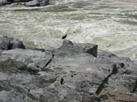 Birds on rocks