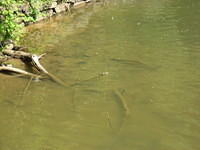 Small turtle on branch