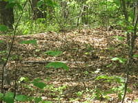 Trenches at the Wilderness