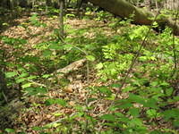 Trenches at the Wilderness