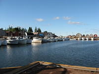 Large fishing fleet at Malpeque