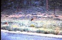 Deer along road