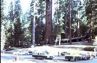 Sequoia tree